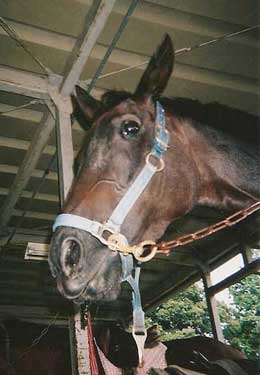 BAY WITH HALTER IN WASHING AREA