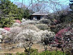 大倉山梅園