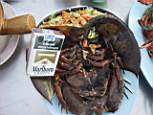 horseshoe_crab.jpg
