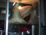 shark_fin3.jpg